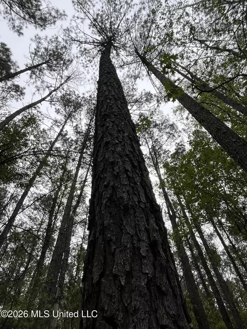 Hwy 49, Brooklyn, MS 39425