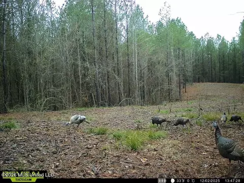 County Road 4103, Sallis, MS 39160 photo 13