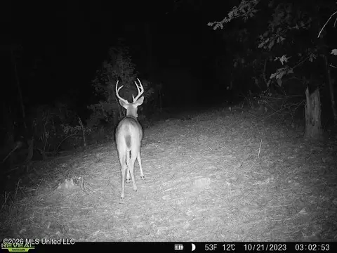 County Road 4103, Sallis, MS 39160 photo 15