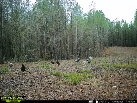 Co Rd 5005, Kosciusko, MS 39090 photo 8