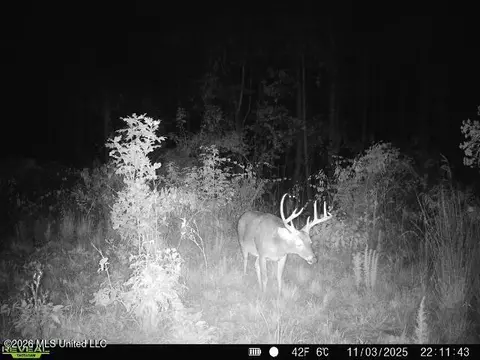 County Road 4102, Goodman, MS 39079 photo 16