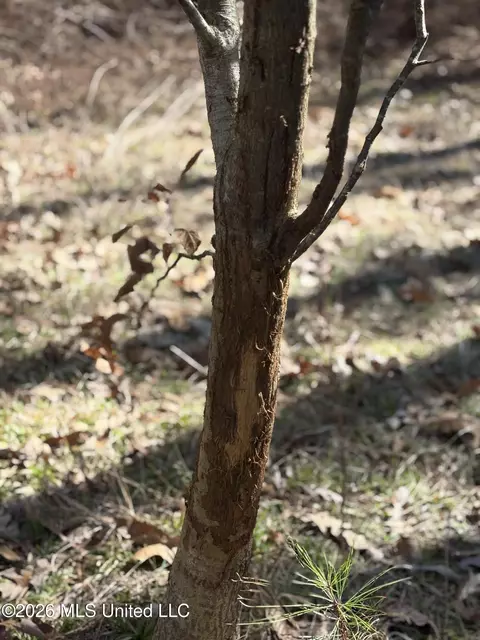 11330 Mississippi 429, Kosciusko, MS 39090