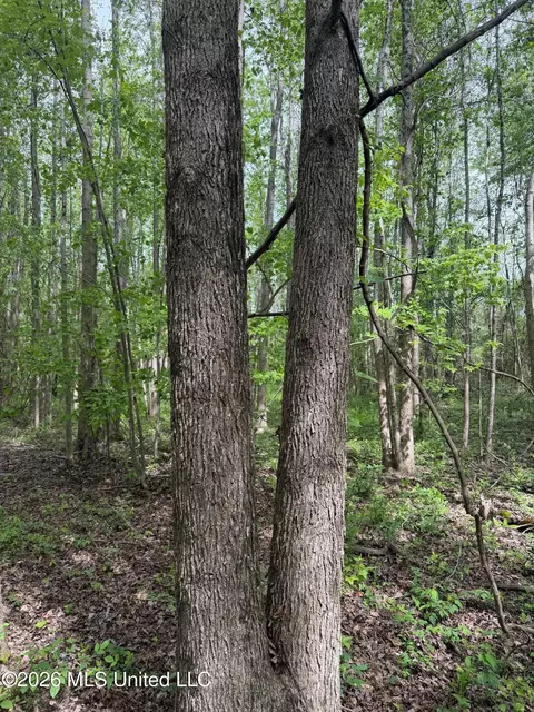 Old Jackson Road, De Kalb, MS 39328 photo 3