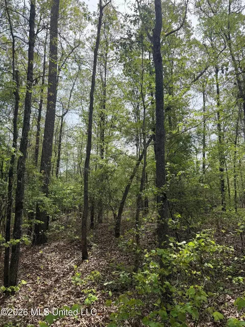Old Jackson Road, De Kalb, MS 39328 photo 12