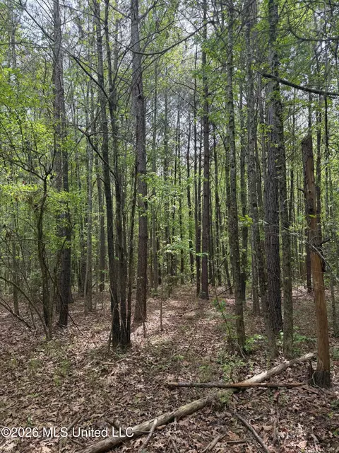 Old Jackson Road, De Kalb, MS 39328 photo 8
