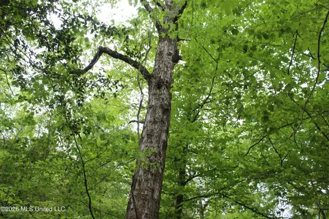 Charlie Boyd Road, Jayess, MS 39641 photo 5