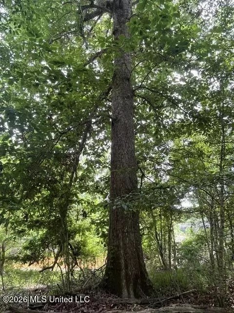 23 74 Acre Highway 57, Perkinston, MS 39573 photo 8