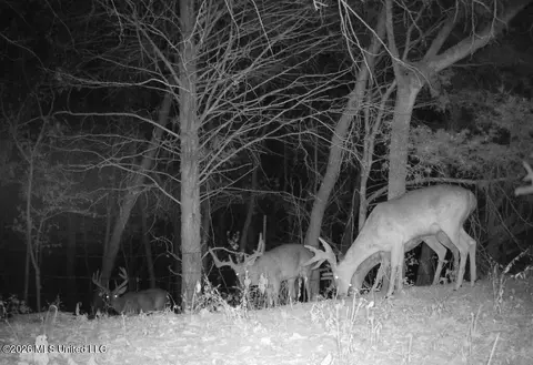 000002 Hwy 22, Flora, MS 39071 photo 39