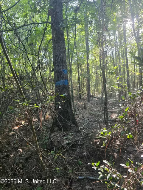 Hamilton Road, Prentiss, MS 39474