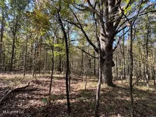Perry Chapel Road, Ashland, MS 38603 photo 10