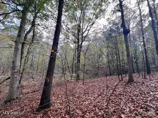 Perry Chapel Road, Ashland, MS 38603 photo 17