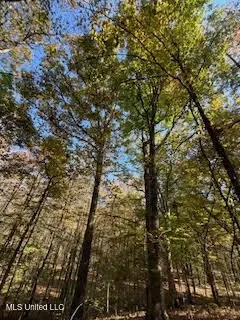 Perry Chapel Road, Ashland, MS 38603 photo 20