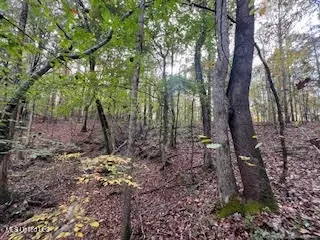 Perry Chapel Road, Ashland, MS 38603 photo 16