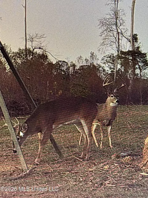 00 County Road 3102, West, MS 39192 photo 81