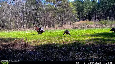 Triplett, Ackerman, MS 39735 photo 13