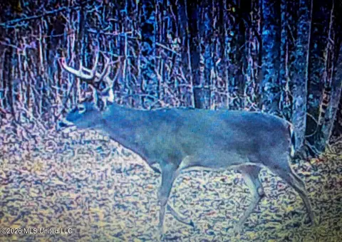 Triplett, Ackerman, MS 39735 photo 8