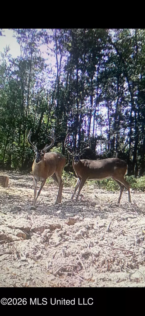 0 E Doc Clark Rd, Morton, MS 39117 photo 2