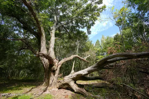 Fallen Oak Cove, Flora, MS 39071 photo 4