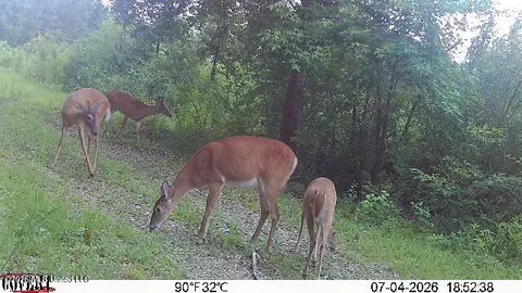 Summit Drive, Summit, MS 39666 photo 24