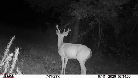 Summit Drive, Summit, MS 39666 photo 23