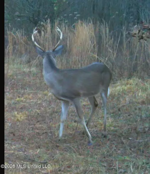 Miller Road, Olive Branch, MS 38654 photo 4