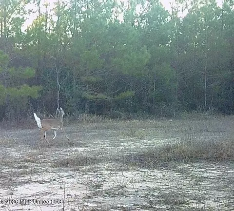 Forestry Road 356 Methe 40, Beaumont, MS 39423