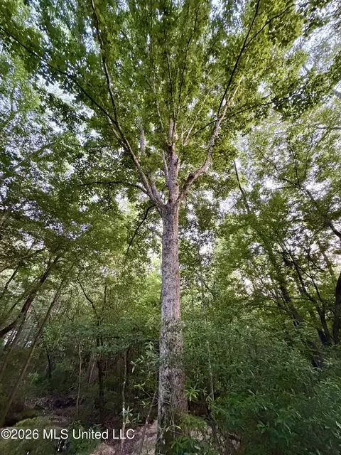 California Rd, Brookhaven, MS 39601 photo 13