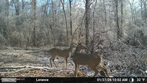 Lorance Road, Clinton, MS 39056 photo 25