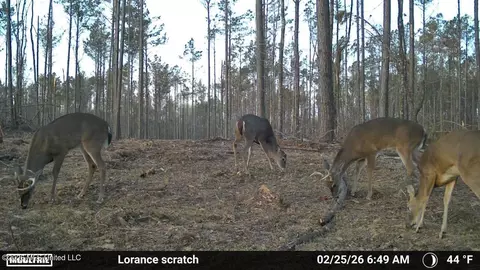 Lorance Road, Clinton, MS 39056 photo 21