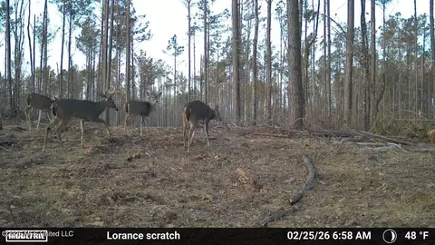 Lorance Road, Clinton, MS 39056 photo 20