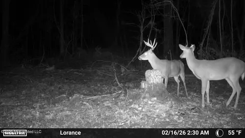 Lorance Road, Clinton, MS 39056 photo 24