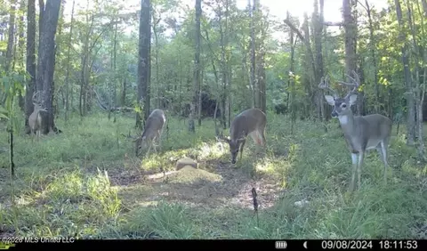 Ms-25, Brandon, MS 39047 photo 70