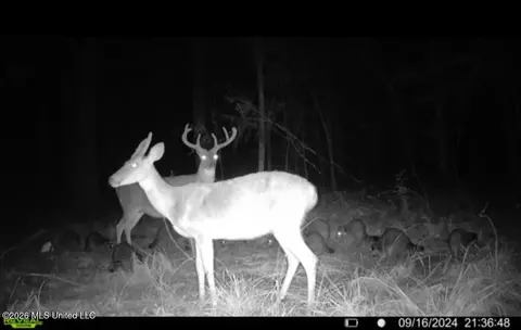 Ms-25, Brandon, MS 39047 photo 2