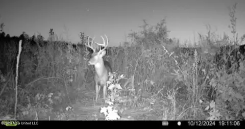 Ms-25, Brandon, MS 39047 photo 3