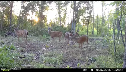 Ms-25, Brandon, MS 39047 photo 71
