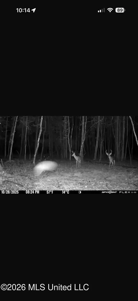 Other - 873 Bryan Rd, Walnut Grove, MS 39189 photo 46 of 49