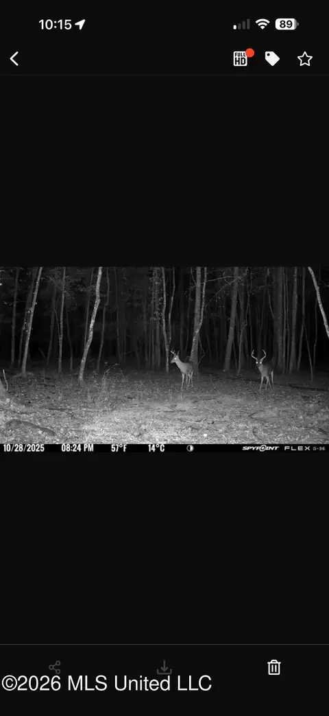 Other - 873 Bryan Rd, Walnut Grove, MS 39189 photo 47 of 49