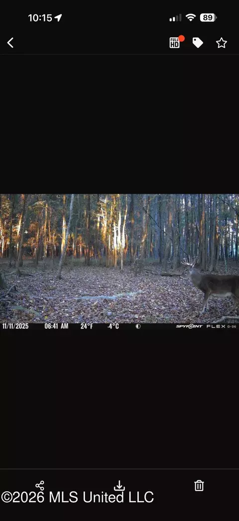 Other - 873 Bryan Rd, Walnut Grove, MS 39189 photo 48 of 49