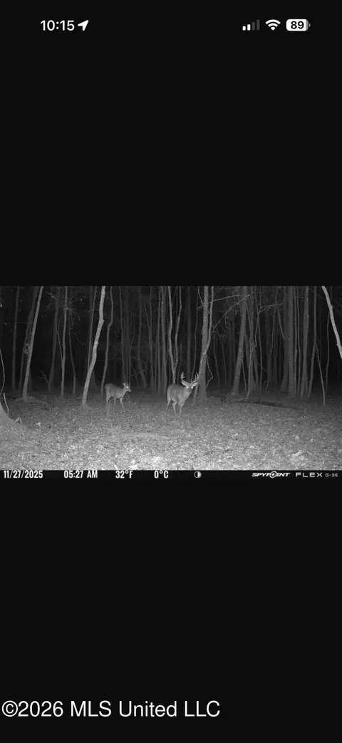 Other - 873 Bryan Rd, Walnut Grove, MS 39189 photo 49 of 49
