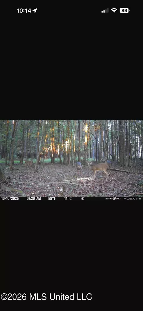 Other - 873 Bryan Rd, Walnut Grove, MS 39189 photo 44 of 49