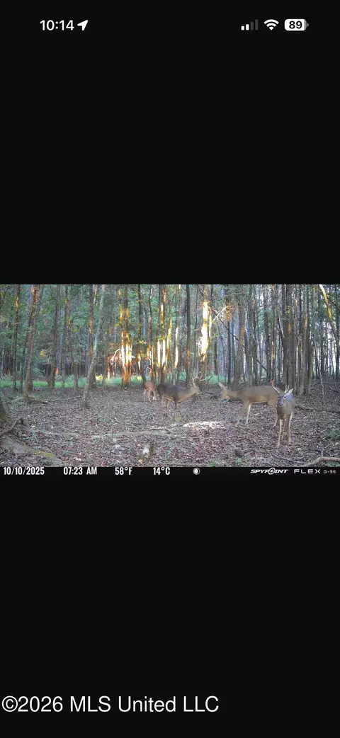 Other - 873 Bryan Rd, Walnut Grove, MS 39189 photo 45 of 49