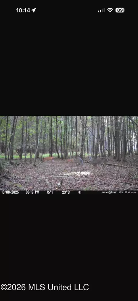 Other - 873 Bryan Rd, Walnut Grove, MS 39189 photo 43 of 49