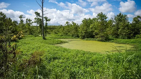 0 Dawson Rd, Tchula, MS 39169 photo 36