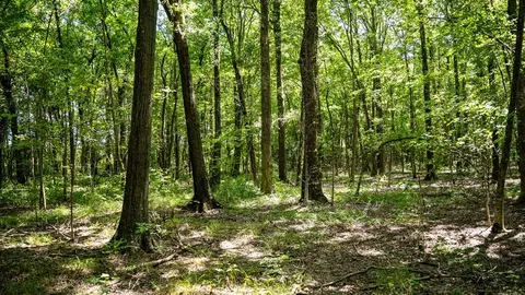0 Dawson Rd, Tchula, MS 39169 photo 41