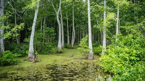 0 Dawson Rd, Tchula, MS 39169 photo 34