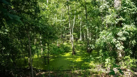 0 Dawson Rd, Tchula, MS 39169 photo 29