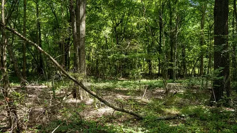 0 Dawson Rd, Tchula, MS 39169 photo 39