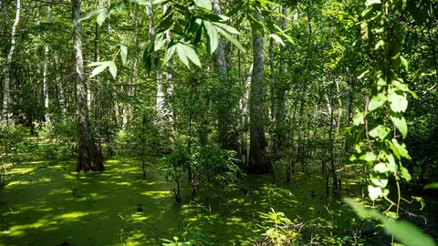0 Dawson Rd, Tchula, MS 39169 photo 32