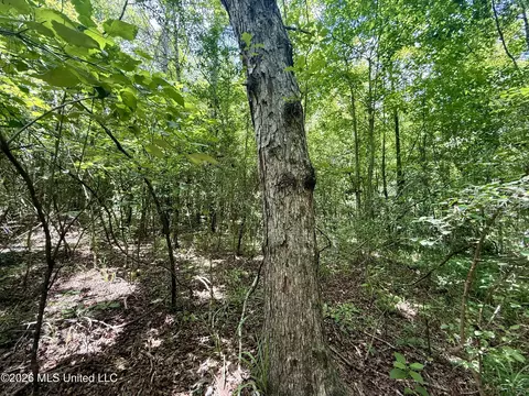 Chisholm Drive, Bogue Chitto, MS 39629 photo 28