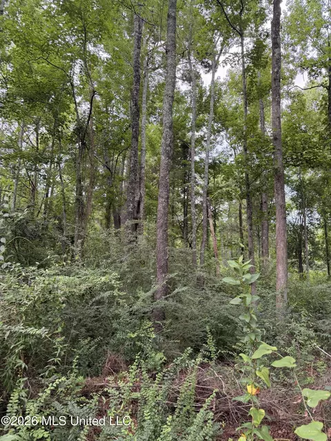 Cedar Ridge, Mccomb, MS 39648 photo 5